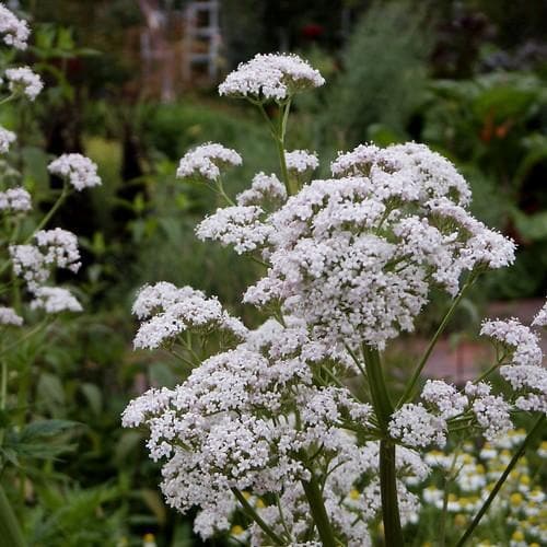 Valeriana officianalis - Valerian 9cm Pot