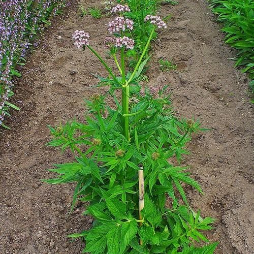 Valerian, common - Future Forests