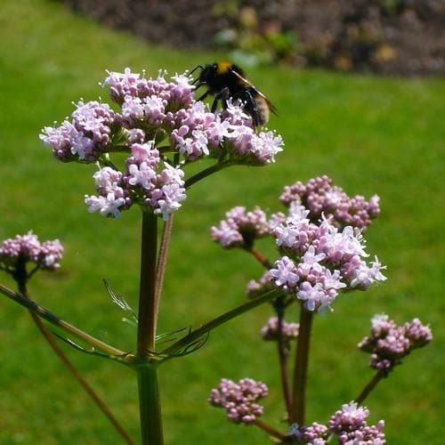 Valerian, common - Future Forests