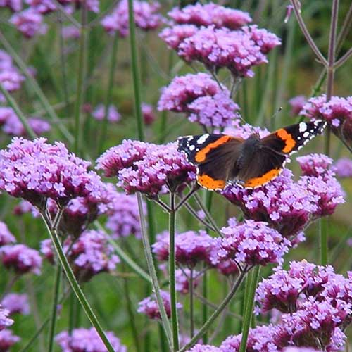 Verbena bonariensis