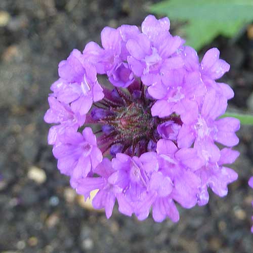 Verbena rigida