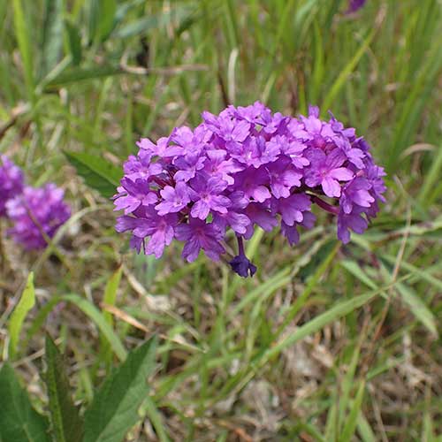 Verbena rigida