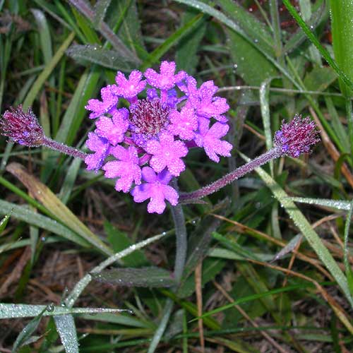 Verbena rigida