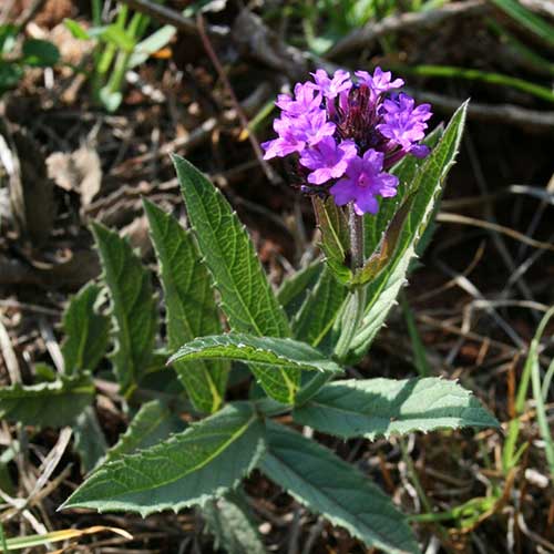 Verbena rigida