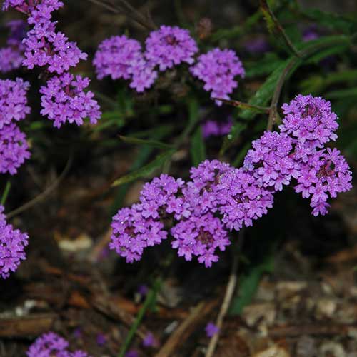 Verbena rigida