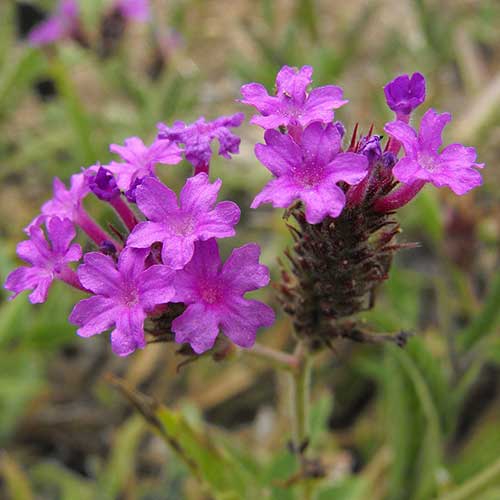 Verbena rigida