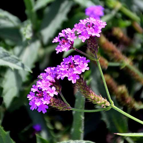 Verbena rigida