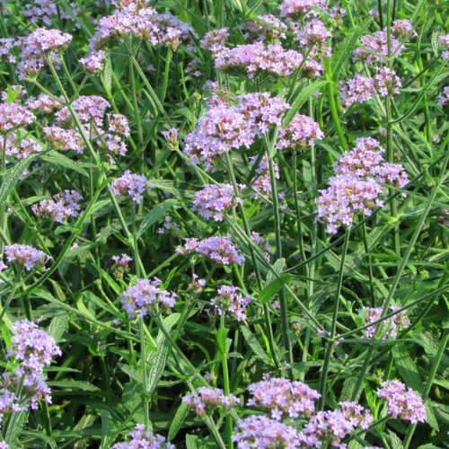 Verbena bonariensis Lollipop PBR