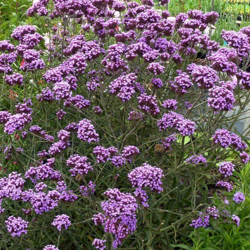 Verbena bonariensis Lollipop PBR