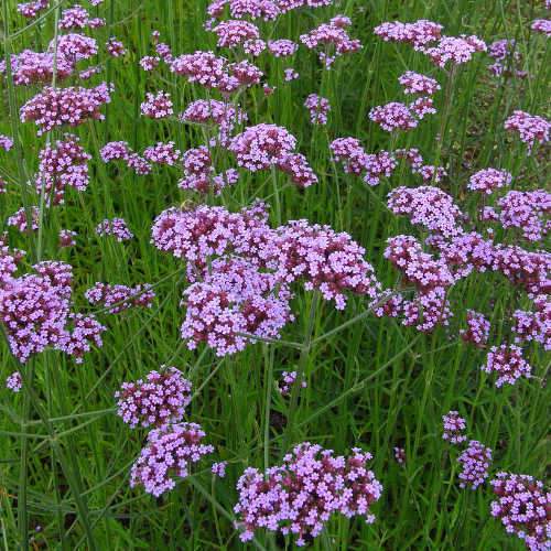 Verbena bonariensis Lollipop PBR