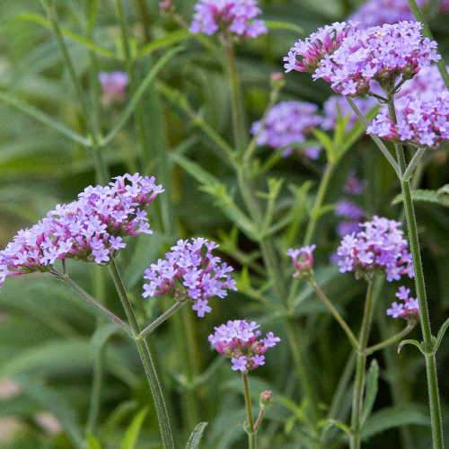 Verbena bonariensis Lollipop PBR