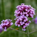 Verbena bonariensis