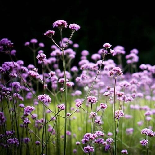 Verbena bonariensis