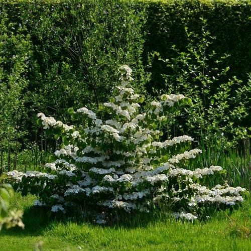 Viburnum plicatum Mariesii - Future Forests