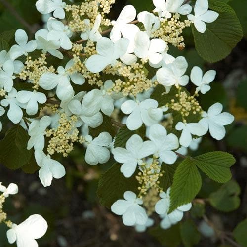 Viburnum plicatum Mariesii - Future Forests