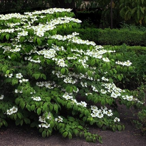 Viburnum plicatum Mariesii - Future Forests