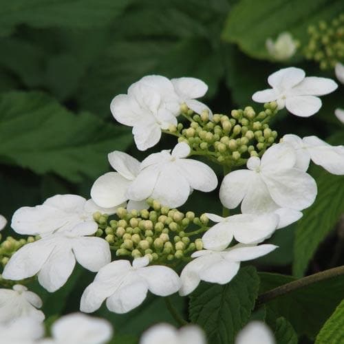 Viburnum plicatum Mariesii - Future Forests