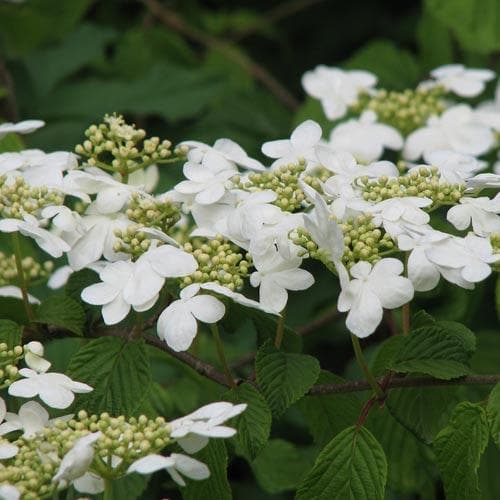 Viburnum plicatum Mariesii - Future Forests