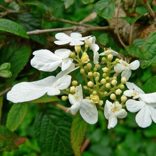 Viburnum plicatum f. tomentosum Shasta - Future Forests