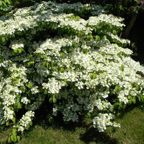 Viburnum plicatum f. tomentosum Shasta - Future Forests