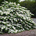 Viburnum plicatum f. tomentosum Shasta - Future Forests