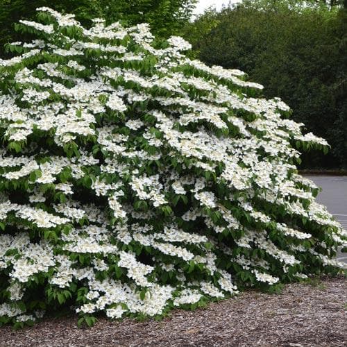 Viburnum plicatum f. tomentosum Shasta - Future Forests