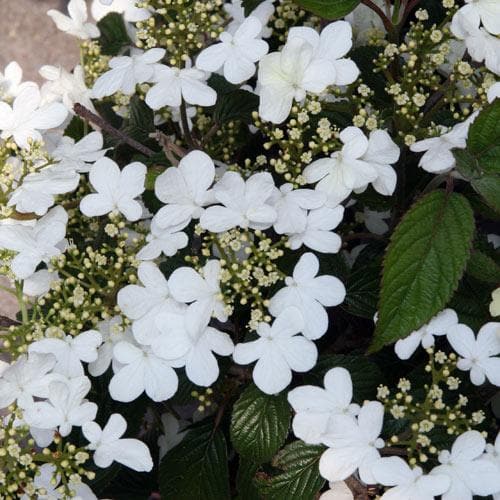 Viburnum plicatum Summer Snowflake - Future Forests