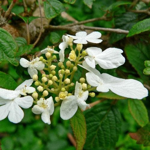 Viburnum plicatum Summer Snowflake - Future Forests