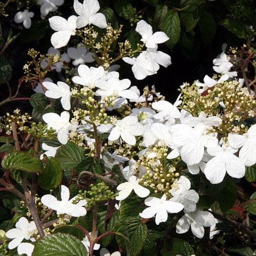 Viburnum plicatum Summer Snowflake - Future Forests