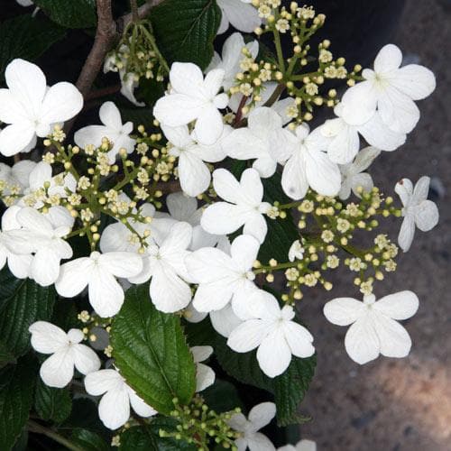 Viburnum plicatum Summer Snowflake - Future Forests