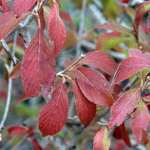 Viburnum plicatum Summer Snowflake - Future Forests