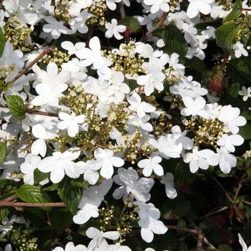 Viburnum plicatum Summer Snowflake - Future Forests