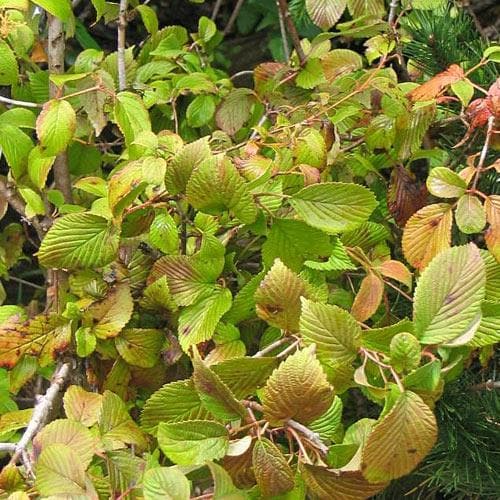 Viburnum plicatum Summer Snowflake - Future Forests