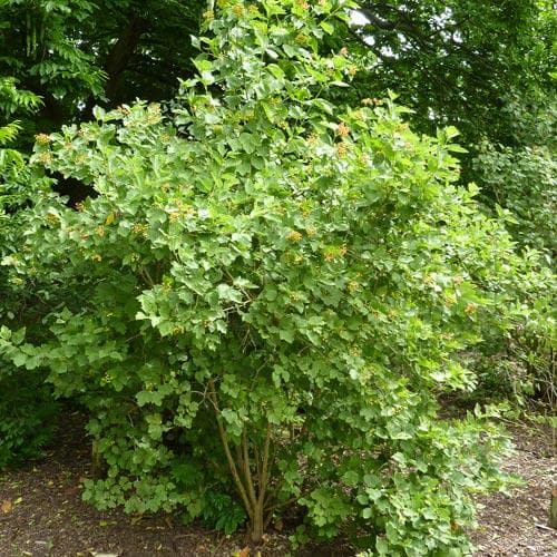 Viburnum sargentii Onondaga - Future Forests