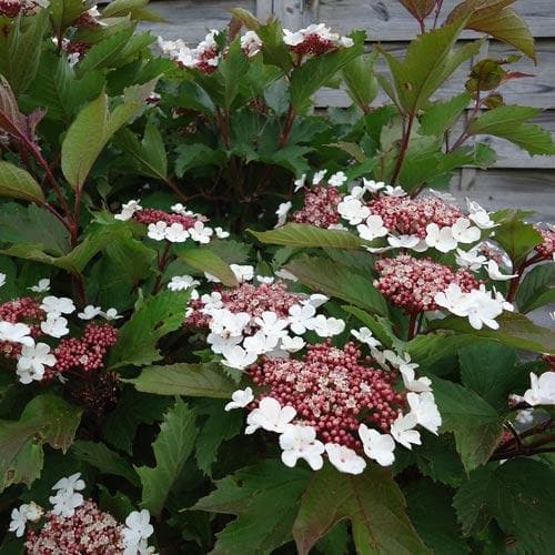 Viburnum sargentii Onondaga - Future Forests