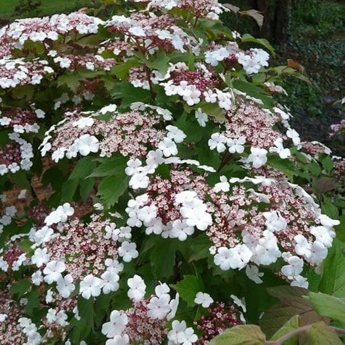 Viburnum sargentii Onondaga - Future Forests