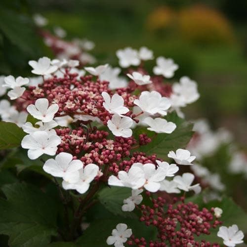 Viburnum sargentii Onondaga - Future Forests