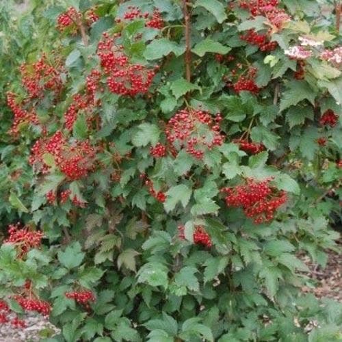 Viburnum sargentii Onondaga - Future Forests