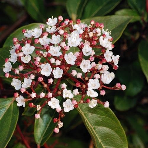 Viburnum tinus Eve Price Pot | 1.3L / 0.75-1ft
