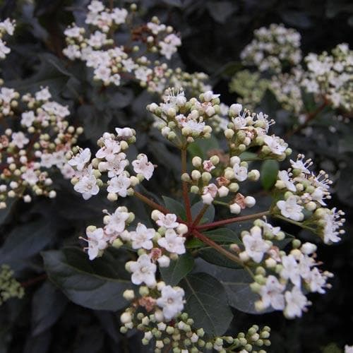 Viburnum tinus Eve Price - Future Forests