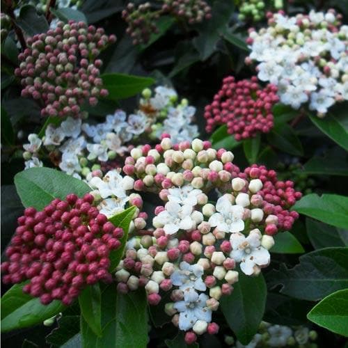 Viburnum tinus Eve Price - Future Forests