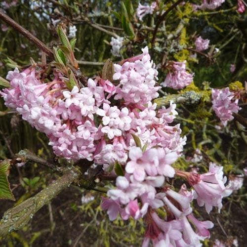 Viburnum x bodnantense 'Dawn' - Future Forests