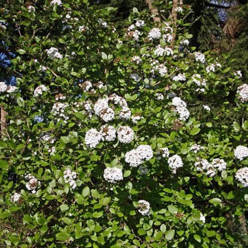 Viburnum x burkwoodii Anne Russell