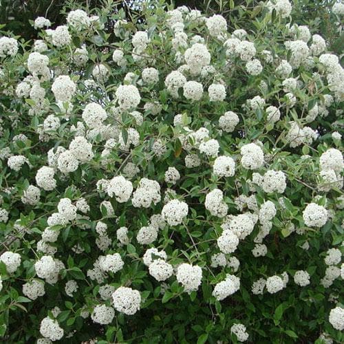 Viburnum x burkwoodii Anne Russell