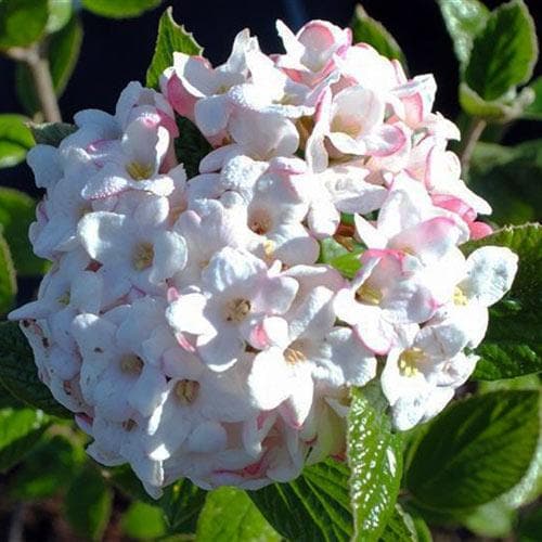 Viburnum x burkwoodii Anne Russell