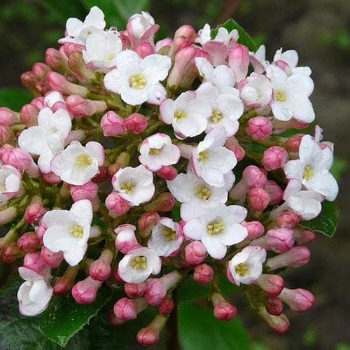 Viburnum x burkwoodii Anne Russell