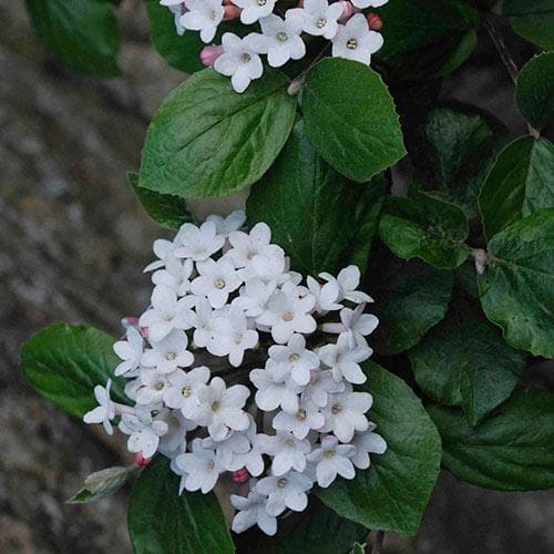 Viburnum x burkwoodii Anne Russell