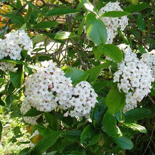 Viburnum x burkwoodii Anne Russell