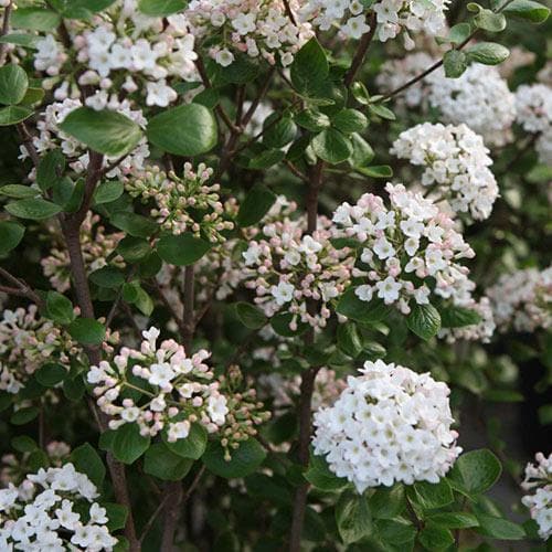 Viburnum x burkwoodii Anne Russell