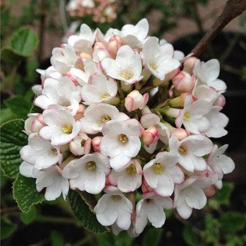 Viburnum x burkwoodii Anne Russell